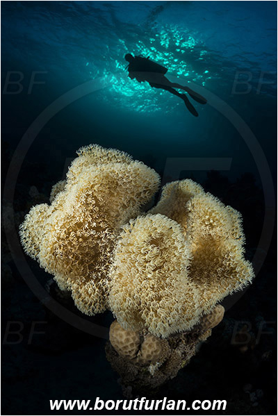Marsa Shagra, Marsa Alam, Egypt, Red sea, Sarcophyton sp., Sarcophyton, Alcyoniidae, Anthozoa, Cnidaria, Cnidarian, Mushroom Leather Coral, Leather Coral, Coral, Reef, Spotlight, Spot illuminated, Diver