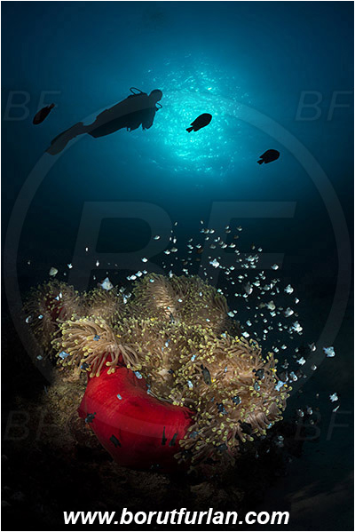 Marsa Shagra, Marsa Alam, Egypt, Red sea, Heteractis magnifica, Heteractis, Stichodactylidae, Magnificent Sea Anemone, Anemone, Anthozoa, Cnidaria, Cnidarian, Dascyllus trimaculatus, Dascyllus, Pomacentridae, Three-spot dascyllus, Fish, Reef, Diver, Spotlight, Spot illuminated