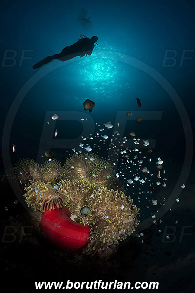 Marsa Shagra, Marsa Alam, Egypt, Red sea, Heteractis magnifica, Heteractis, Stichodactylidae, Magnificent Sea Anemone, Anemone, Anthozoa, Cnidaria, Cnidarian, Dascyllus trimaculatus, Dascyllus, Pomacentridae, Three-spot dascyllus, Fish, Reef, Diver, Spotlight, Spot illuminated