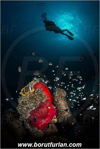 Marsa Shagra, Marsa Alam, Egypt, Red sea, Heteractis magnifica, Heteractis, Stichodactylidae, Magnificent Sea Anemone, Anemone, Anthozoa, Cnidaria, Cnidarian, Dascyllus trimaculatus, Dascyllus, Pomacentridae, Three-spot dascyllus, Fish, Reef, Diver, Spotlight, Spot illuminated