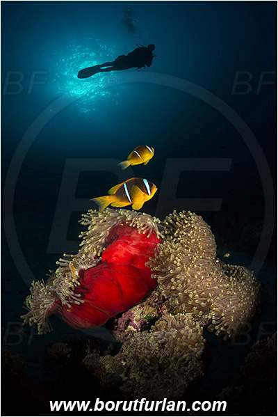 Marsa Shagra, Marsa Alam, Egypt, Red sea, Heteractis magnifica, Heteractis, Stichodactylidae, Magnificent Sea Anemone, Anemone, Anthozoa, Cnidaria, Cnidarian, Reef, Amphiprion bicinctus, Amphiprion, Pomacentridae, Red Sea Anemonefish, Anemonefish, Red sea Clownfish, Clownfish, Fish, Diver, Spotlight, Spot illuminated