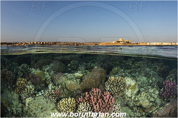 Marsa Alam, Marsa Shagra, Egypt, Red sea, Stone coral, Coral, Cnidaria, Cnidarian, Reef, Split-shot, Over-under