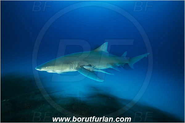 Tiger beach, Bahamas, Atlantic ocean, Negaprion brevirostris, Negaprion, Carcharhinidae, Elasmobranchii, Lemon shark, Shark, Fish, Reef, Long exposure, Panning