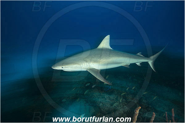 Tiger beach, Bahamas, Atlantic ocean, Carcharhinus perezii, Carcharhinus, Carcharhinidae, Elasmobranchii, Caribbean reef shark, Shark, Fish, Reef, Long exposure, Panning