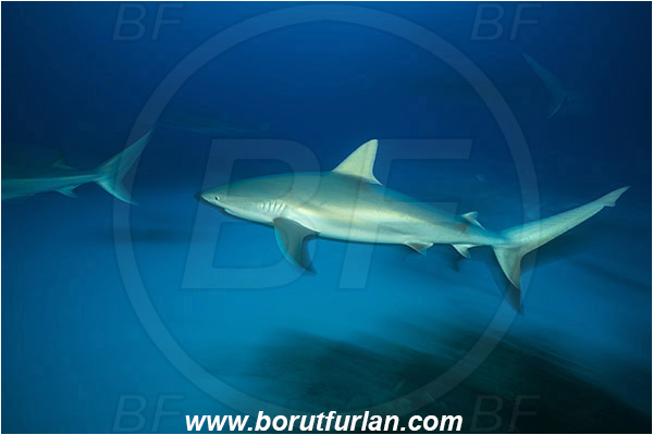 Tiger beach, Bahamas, Atlantic ocean, Carcharhinus perezii, Carcharhinus, Carcharhinidae, Elasmobranchii, Caribbean reef shark, Shark, Fish, Reef, Long exposure, Panning