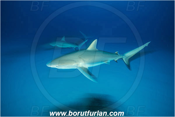 Tiger beach, Bahamas, Atlantic ocean, Carcharhinus perezii, Carcharhinus, Carcharhinidae, Elasmobranchii, Caribbean reef shark, Shark, Fish, Reef, Long exposure, Panning
