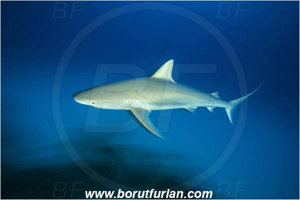 Tiger beach, Bahamas, Atlantic ocean, Carcharhinus perezii, Carcharhinus, Carcharhinidae, Elasmobranchii, Caribbean reef shark, Shark, Fish, Reef, Long exposure, Panning