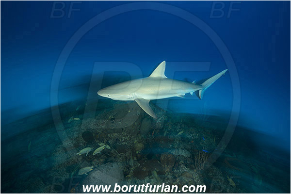 Tiger beach, Bahamas, Atlantic ocean, Carcharhinus perezii, Carcharhinus, Carcharhinidae, Elasmobranchii, Caribbean reef shark, Shark, Fish, Reef, Long exposure, Panning