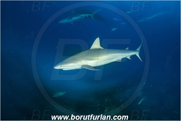 Tiger beach, Bahamas, Atlantic ocean, Carcharhinus perezii, Carcharhinus, Carcharhinidae, Elasmobranchii, Caribbean reef shark, Shark, Fish, Reef, Long exposure, Rotation, Rotation during exposure