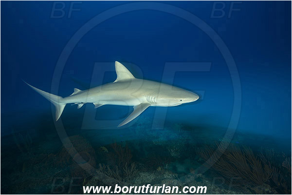 Tiger beach, Bahamas, Atlantic ocean, Carcharhinus perezii, Carcharhinus, Carcharhinidae, Elasmobranchii, Caribbean reef shark, Shark, Fish, Reef, Long exposure, Panning