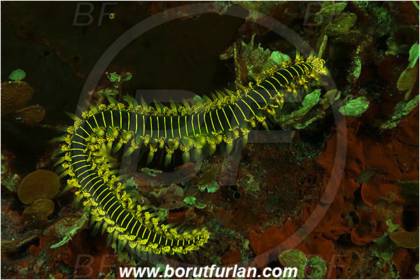 Island Susac, Croatia, Adriatic sea, Mediterranean sea, Hermodice carunculata, Hermodice, Amphinomidae, Bearded fireworm, Fireworm, Worm, Polychaeta, UV, UV illumination, UV light, Biofluorescence