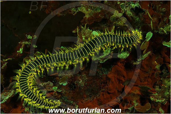 Island Susac, Croatia, Adriatic sea, Mediterranean sea, Hermodice carunculata, Hermodice, Amphinomidae, Bearded fireworm, Fireworm, Worm, Polychaeta, UV, UV illumination, UV light, Biofluorescence