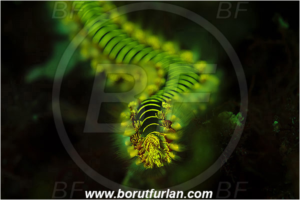 Island Susac, Croatia, Adriatic sea, Mediterranean sea, Hermodice carunculata, Hermodice, Amphinomidae, Bearded fireworm, Fireworm, Worm, Polychaeta, UV, UV illumination, UV light, Biofluorescence