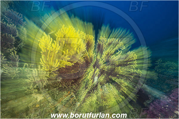 Island Susac, Croatia, Adriatic sea, Mediterranean sea, Paramuricea clavata, Paramuricea, Plexauridae, Mediterranean gorgonian, Sea fan, Coral, Cnidaria, Cnidarian, Reef, Long exposure, Zoom, Zooming during exposure