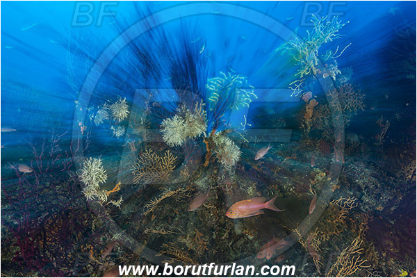 Island Susac, Croatia, Adriatic sea, Mediterranean sea, Reef, Anthias anthias, Anthias, Serranidae, Swallowtail seaperch, Seaperch, Fish, Fish school, Long exposure, Zoom, Zooming during exposure