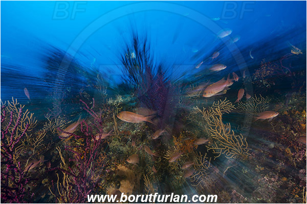 Island Susac, Croatia, Adriatic sea, Mediterranean sea, Paramuricea clavata, Paramuricea, Plexauridae, Mediterranean gorgonian, Sea fan, Coral, Cnidaria, Cnidarian, Reef, Anthias anthias, Anthias, Serranidae, Swallowtail seaperch, Seaperch, Fish, Fish school, Long exposure, Zoom, Zooming during exposure