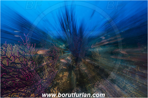 Island Susac, Croatia, Adriatic sea, Mediterranean sea, Paramuricea clavata, Paramuricea, Plexauridae, Mediterranean gorgonian, Sea fan, Coral, Cnidaria, Cnidarian, Reef, Long exposure, Zoom, Zooming during exposure