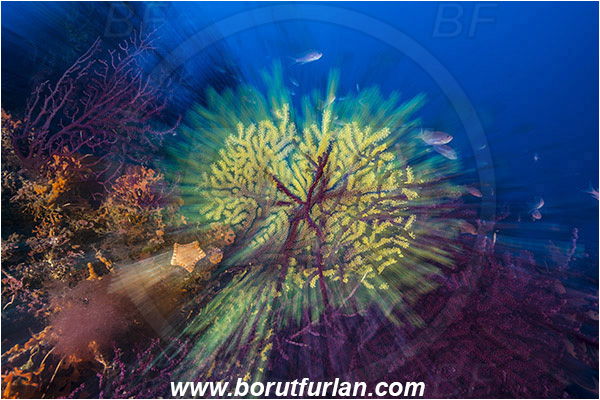 Island Susac, Croatia, Adriatic sea, Mediterranean sea, Paramuricea clavata, Paramuricea, Plexauridae, Mediterranean gorgonian, Sea fan, Coral, Cnidaria, Cnidarian, Reef, Long exposure, Zoom, Zooming during exposure