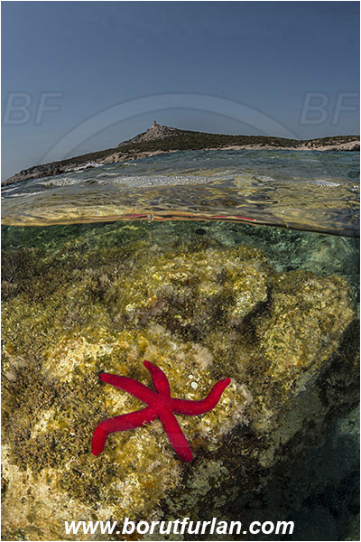 Island Susac, Croatia, Adriatic sea, Mediterranean sea, Reef, Ophidiaster ophidianus, Ophidiaster, Ophidiasteridae, Purple starfish, Strafish, Asteroidea, Echinodermata, Echinoderm, Split-shot, Over-under, Lighthouse