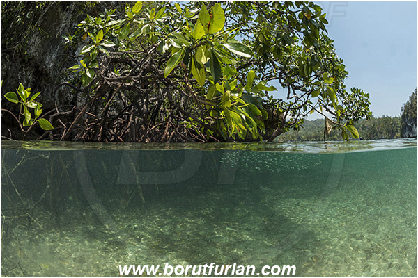 Raja Ampat, Papua, Indonesia, Rhizophora stylosa, Rhizophora, Rhizophoraceae, Mangroves, Aerial Roots, Shallow, Surface, Fish school, Split-shot, Over-under