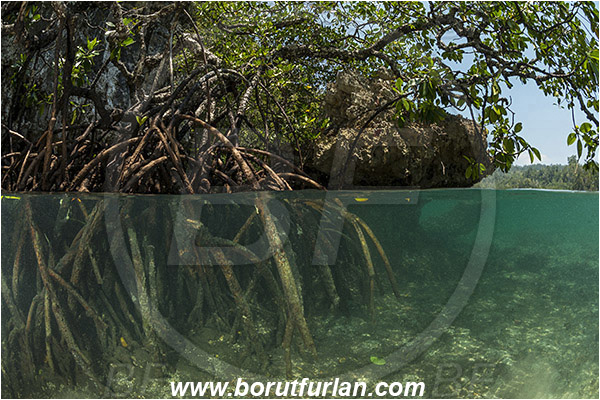 Raja Ampat, Papua, Indonesia, Rhizophora stylosa, Rhizophora, Rhizophoraceae, Mangroves, Aerial Roots, Shallow, Surface, Fish school, Split-shot, Over-under
