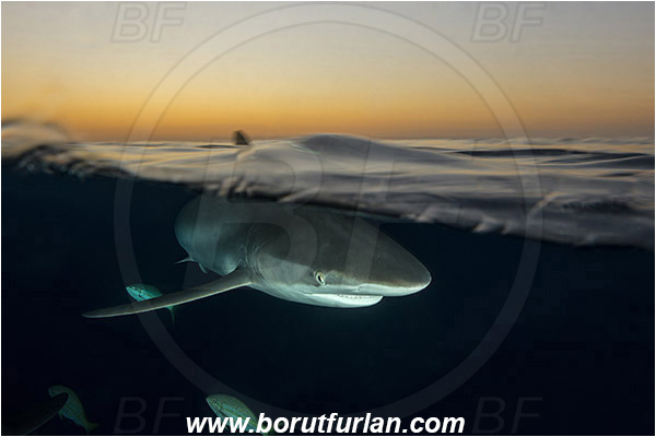 Jardines de la Reina, Cuba, Caribbean sea, Atlantic ocean, Carcharhinus falciformis, Carcharhinus, Carcharhinidae, Elasmobranchii, Silky shark, Shark, Fish, Evening, Sunde, Split-shot, Over-under