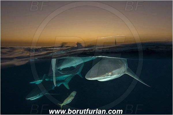 Jardines de la Reina, Cuba, Caribbean sea, Atlantic ocean, Carcharhinus falciformis, Carcharhinus, Carcharhinidae, Elasmobranchii, Silky shark, Shark, Fish, Evening, Sunde, Split-shot, Over-under