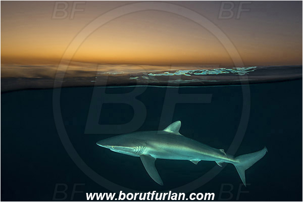 Jardines de la Reina, Cuba, Caribbean sea, Atlantic ocean, Carcharhinus falciformis, Carcharhinus, Carcharhinidae, Elasmobranchii, Silky shark, Shark, Fish, Evening, Sunde, Split-shot, Over-under