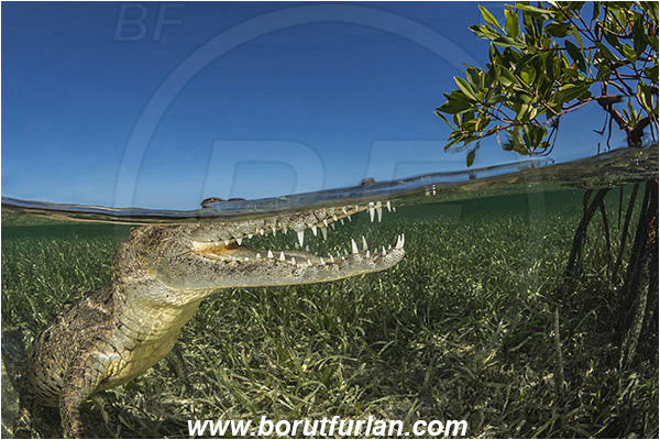 Jardines de la Reina, Cuba, Caribbean sea, Atlantic ocean, Crocodylus acutus, Crocodylus, Crocodylidae, Reptilia, Reptilian, American crocodile, Crocodile, Split-shot, Over-under, Portrait
