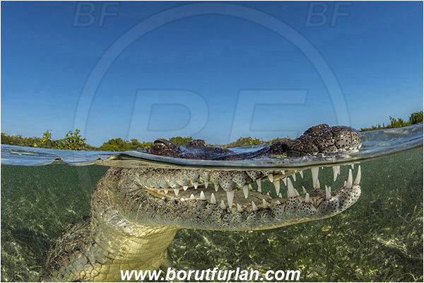 Jardines de la Reina, Cuba, Caribbean sea, Atlantic ocean, Crocodylus acutus, Crocodylus, Crocodylidae, Reptilia, Reptilian, American crocodile, Crocodile, Split-shot, Over-under, Portrait