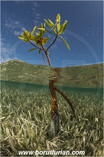 Jardines de la Reina, Cuba, Caribbean sea, Atlantic ocean, Rhizophora mangle, Rhizophora, Rhizophoraceae, Red mangrove, Mangroves, Split-shot, Over-under