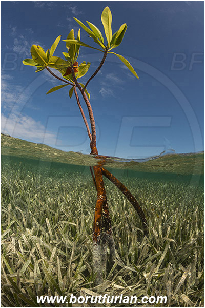 Jardines de la Reina, Cuba, Caribbean sea, Atlantic ocean, Rhizophora mangle, Rhizophora, Rhizophoraceae, Red mangrove, Mangroves, Split-shot, Over-under