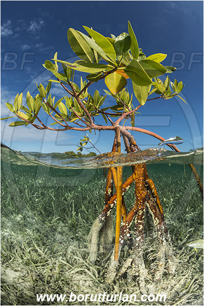 Jardines de la Reina, Cuba, Caribbean sea, Atlantic ocean, Rhizophora mangle, Rhizophora, Rhizophoraceae, Red mangrove, Mangroves, Split-shot, Over-under