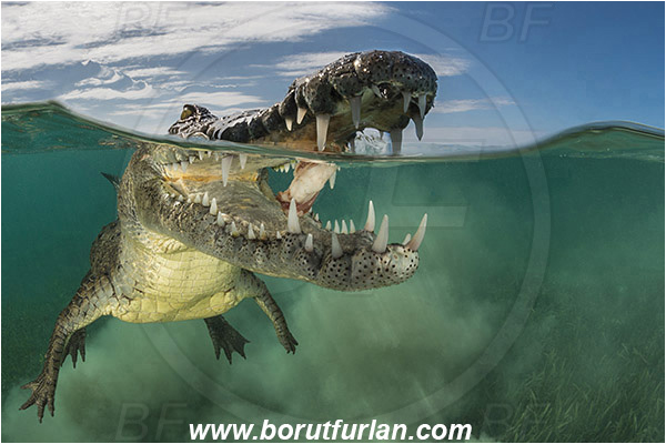 Jardines de la Reina, Cuba, Caribbean sea, Atlantic ocean, Crocodylus acutus, Crocodylus, Crocodylidae, Reptilia, Reptilian, American crocodile, Crocodile, Split-shot, Over-under, Portrait
