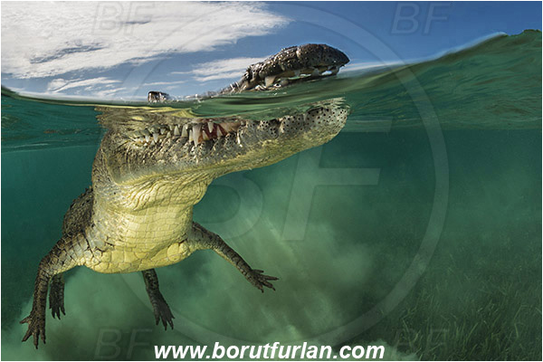 Jardines de la Reina, Cuba, Caribbean sea, Atlantic ocean, Crocodylus acutus, Crocodylus, Crocodylidae, Reptilia, Reptilian, American crocodile, Crocodile, Split-shot, Over-under, Portrait