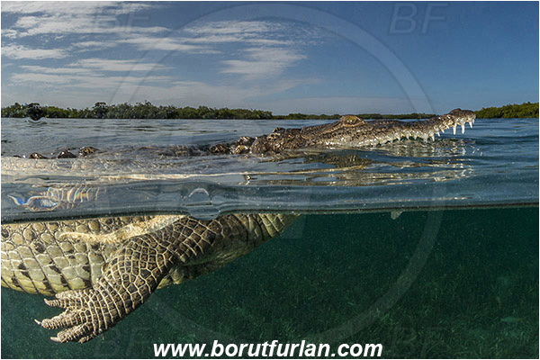 Jardines de la Reina, Cuba, Caribbean sea, Atlantic ocean, Crocodylus acutus, Crocodylus, Crocodylidae, Reptilia, Reptilian, American crocodile, Crocodile, Split-shot, Over-under