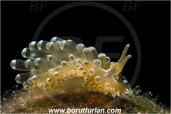 Island Korcula, Croatia, Adriatic sea, Mediterranean sea, Antiopella cristata, Antiopella, Janolidae, Crested aeolis, Nudibranch, Sea slug, Gastropoda, Mollusca, Backlight, Backlit
