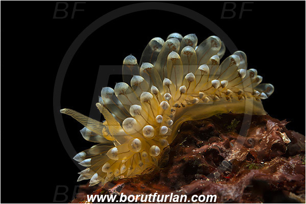Island Korcula, Croatia, Adriatic sea, Mediterranean sea, Antiopella cristata, Antiopella, Janolidae, Crested aeolis, Nudibranch, Sea slug, Gastropoda, Mollusca, Backlight, Backlit