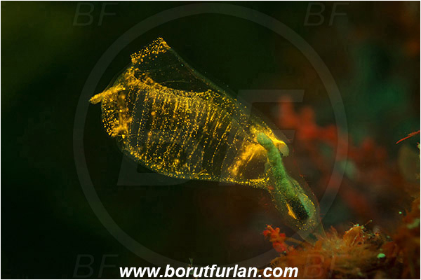 Island Korcula, Croatia, Adriatic sea, Mediterranean sea, Clavelina dellavallei, Clavelina, Clavelinidae, Light-bulb Sea Squirt, Sea squirt, Ascidiacea, Tunicata, Tunicate, UV, UV illumination, UV light, Biofluorescence