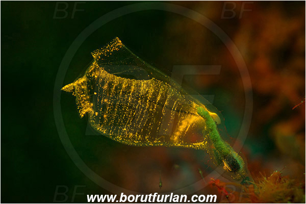 Island Korcula, Croatia, Adriatic sea, Mediterranean sea, Clavelina dellavallei, Clavelina, Clavelinidae, Light-bulb Sea Squirt, Sea squirt, Ascidiacea, Tunicata, Tunicate, UV, UV illumination, UV light, Biofluorescence
