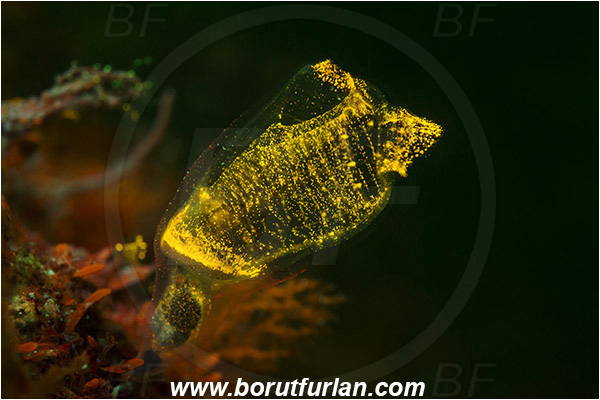 Island Korcula, Croatia, Adriatic sea, Mediterranean sea, Clavelina dellavallei, Clavelina, Clavelinidae, Light-bulb Sea Squirt, Sea squirt, Ascidiacea, Tunicata, Tunicate, UV, UV illumination, UV light, Biofluorescence