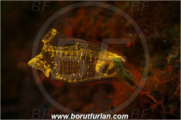 Island Korcula, Croatia, Adriatic sea, Mediterranean sea, Clavelina dellavallei, Clavelina, Clavelinidae, Light-bulb Sea Squirt, Sea squirt, Ascidiacea, Tunicata, Tunicate, UV, UV illumination, UV light, Biofluorescence