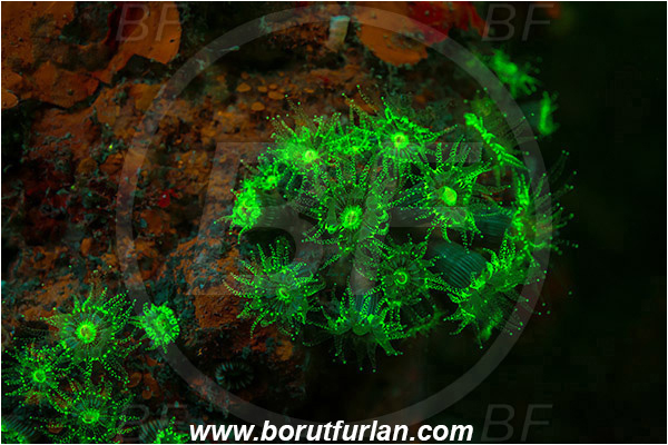 Island Korcula, Croatia, Adriatic sea, Mediterranean sea, Leptopsammia pruvoti, Leptopsammia, Dendrophylliidae, Sunset cup coral, Coral, Anthozoa, Cnidaria, Cnidarian, UV, UV illumination, UV light, Biofluorescence