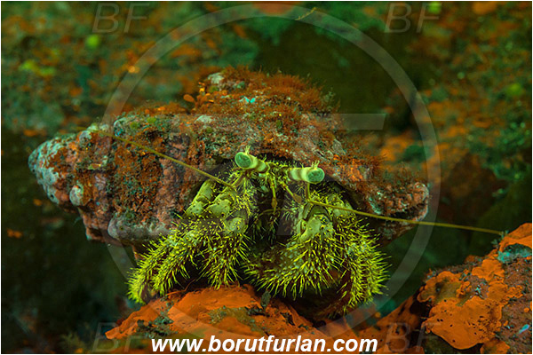 Island Korcula, Croatia, Adriatic sea, Mediterranean sea, Dardanus calidus, Dardanus, Diogenidae, Crustacea, Crustacean, Red hermit crab, Hermit crab, Crab, UV, UV illumination, UV light, Biofluorescence