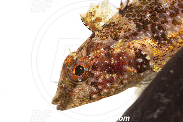 Piran, Slovenia, Adriatic sea, Mediterranean sea, Tripterygion tripteronotum, Tripterygion, Tripterygiidae, Red-black triplefin, Triplefin, Fish, Female, Portrait, White background