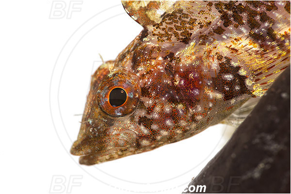 Piran, Slovenia, Adriatic sea, Mediterranean sea, Tripterygion tripteronotum, Tripterygion, Tripterygiidae, Red-black triplefin, Triplefin, Fish, Female, Portrait, White background
