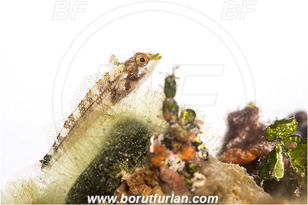 Piran, Slovenia, Adriatic sea, Mediterranean sea, Tripterygion tripteronotum, Tripterygion, Tripterygiidae, Red-black triplefin, Triplefin, Fish, Female, White background