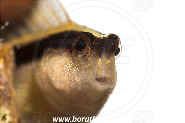 Piran, Slovenia, Adriatic sea, Mediterranean sea, Parablennius rouxi, Parablennius, Blenniidae, Longstriped blenny, Blenny, Fish, Portrait, White background