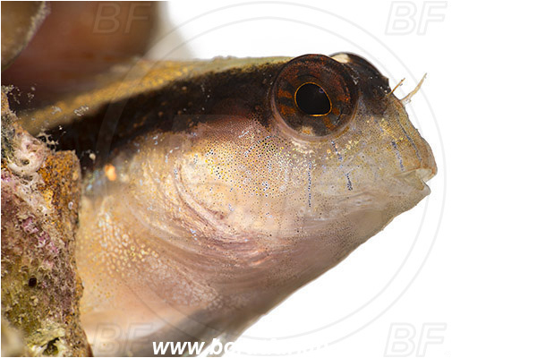 Piran, Slovenia, Adriatic sea, Mediterranean sea, Parablennius rouxi, Parablennius, Blenniidae, Longstriped blenny, Blenny, Fish, Portrait, White background
