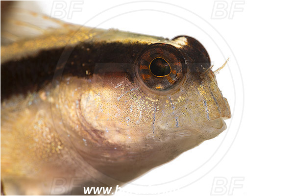 Piran, Slovenia, Adriatic sea, Mediterranean sea, Parablennius rouxi, Parablennius, Blenniidae, Longstriped blenny, Blenny, Fish, Portrait, White background